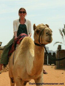 Camel Ride in Abu Dhabi